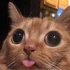 jbdcclxxvii